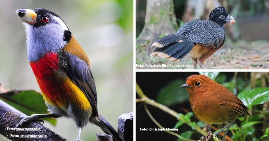 El pajarito del Pacífico que enloquece a asiáticos y hace de Colombia potencia mundial en biodiversidad de aves