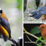 El pajarito del Pacífico que enloquece a asiáticos y hace de Colombia potencia mundial en biodiversidad de aves