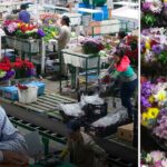 La empresa paisa que con decenas de trabajadores discapacitados pone millones de bouquets en EE. UU.