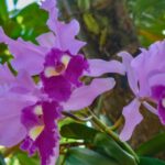 Una orquídea en Antioquia es la sensación de los extranjeros y hace de Colombia el país con más variedad