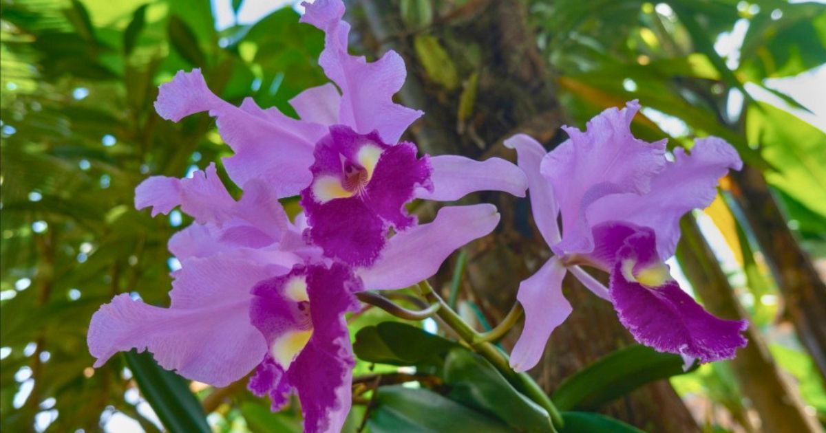 Una orquídea en Antioquia es la sensación de los extranjeros y hace de Colombia el país con más variedad