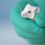 Prueban en ratones un nuevo método de edición genética para combatir el cáncer desde dentro del organismo