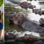 Así es como MinAmbiente sacrificará 80 hipopótamos que deambulan por el Magdalena Medio