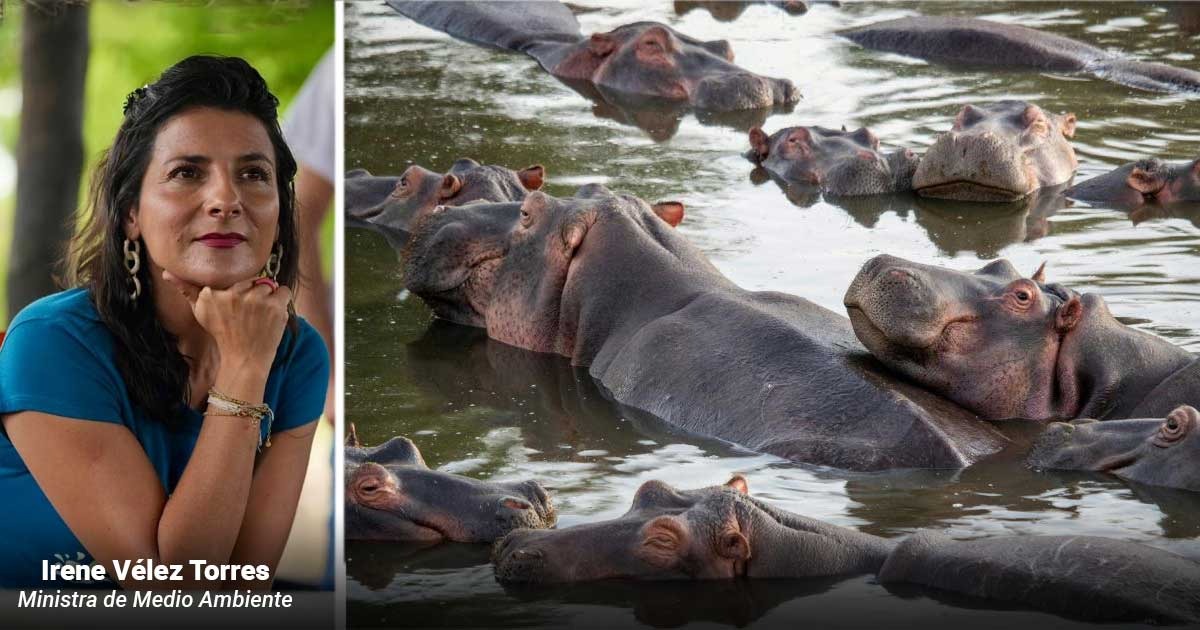 Así es como MinAmbiente sacrificará 80 hipopótamos que deambulan por el Magdalena Medio