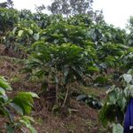 Colombia no quedó en el proyecto de Starbucks de donar 100 millones de cafetos que recibirá México, Salvador y Guatemala