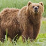 Dos soldados estadounidenses resultan heridos por el ataque de un oso en Alaska