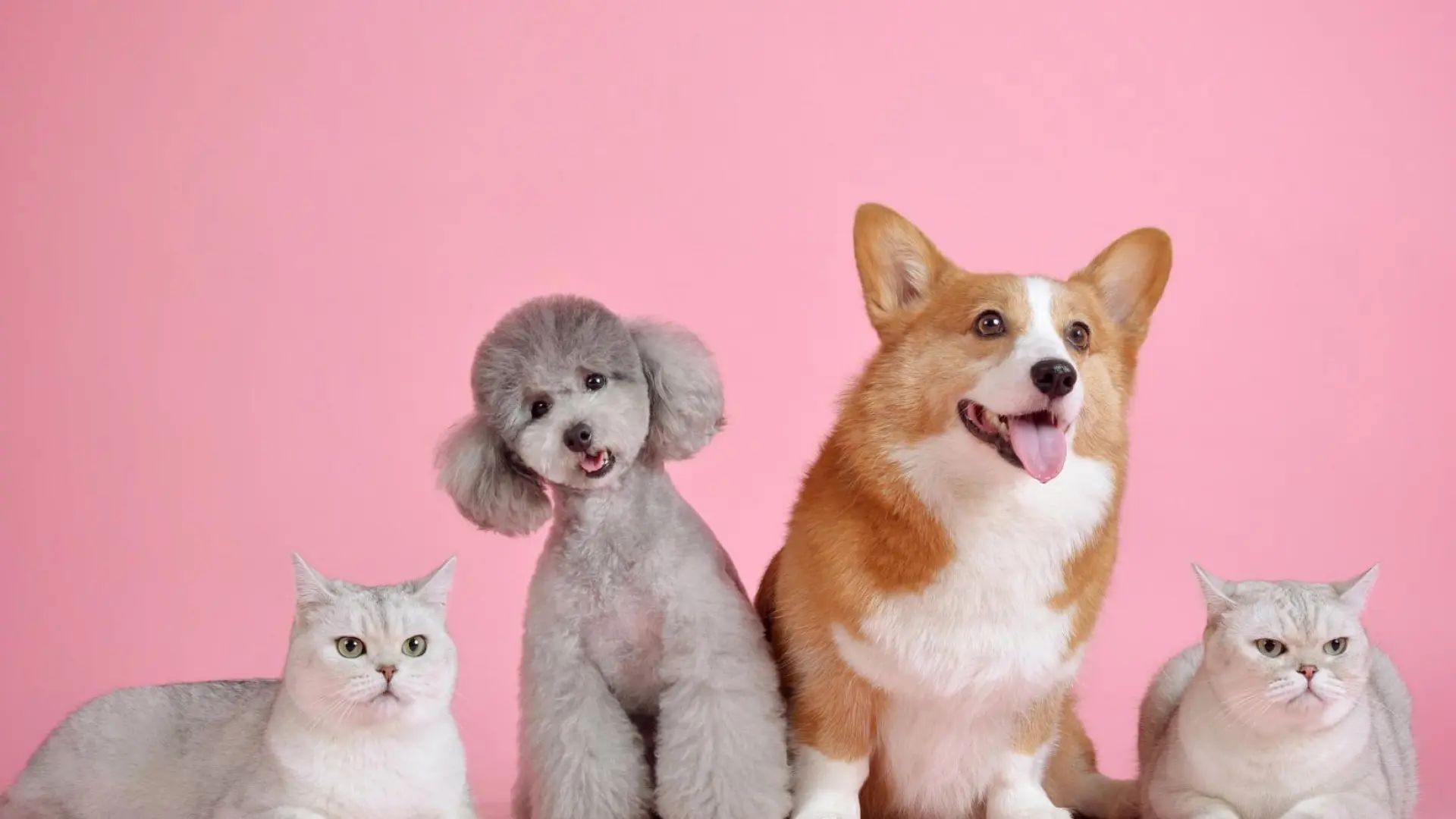 El Parlamento Europeo aprueba la primera ley comunitaria de bienestar para perros y gatos