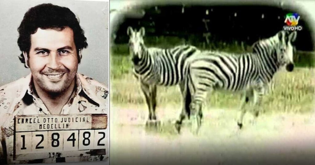 El día que Pablo Escobar mandó pintar unos burros viejos para cambiarlos por cebras que le decomisaron