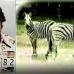 El día que Pablo Escobar mandó pintar unos burros viejos para cambiarlos por cebras que le decomisaron