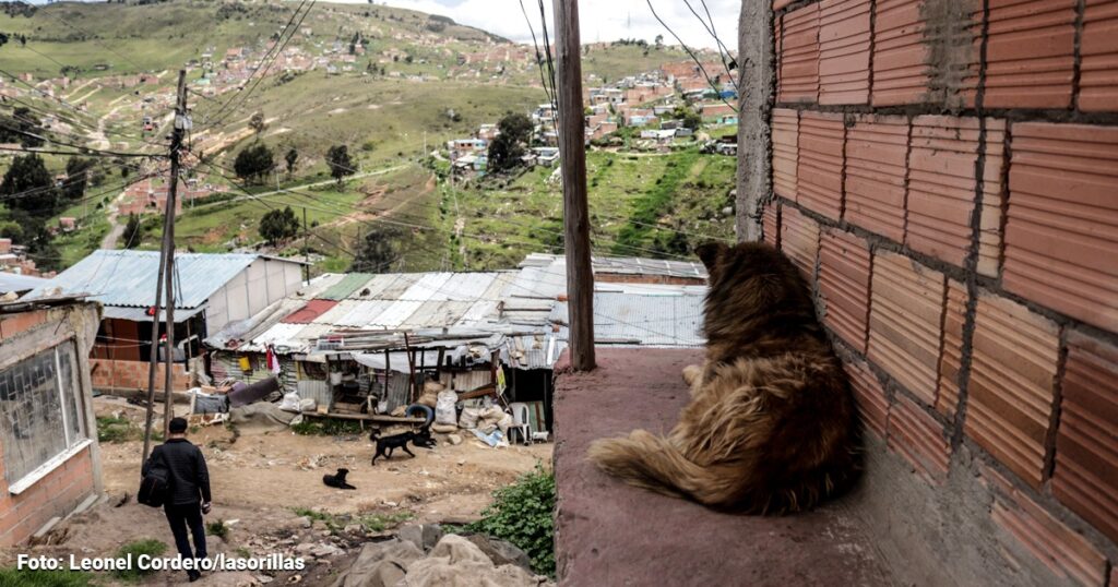 Estas son las Localidades de Bogotá donde hay más perros callejeros abandonados por sus dueños
