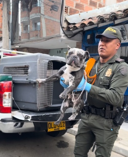 Girardota refuerza acciones de bienestar animal y atiende casos recientes con apoyo de autoridades ambientales.