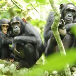 La mayor comunidad de chimpancés salvajes se divide e instaura una violencia mutua
