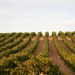 Naia y los vinos de Rueda de diseño