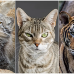 por qué los gatos tienen orejas puntiagudas y los grandes felinos no