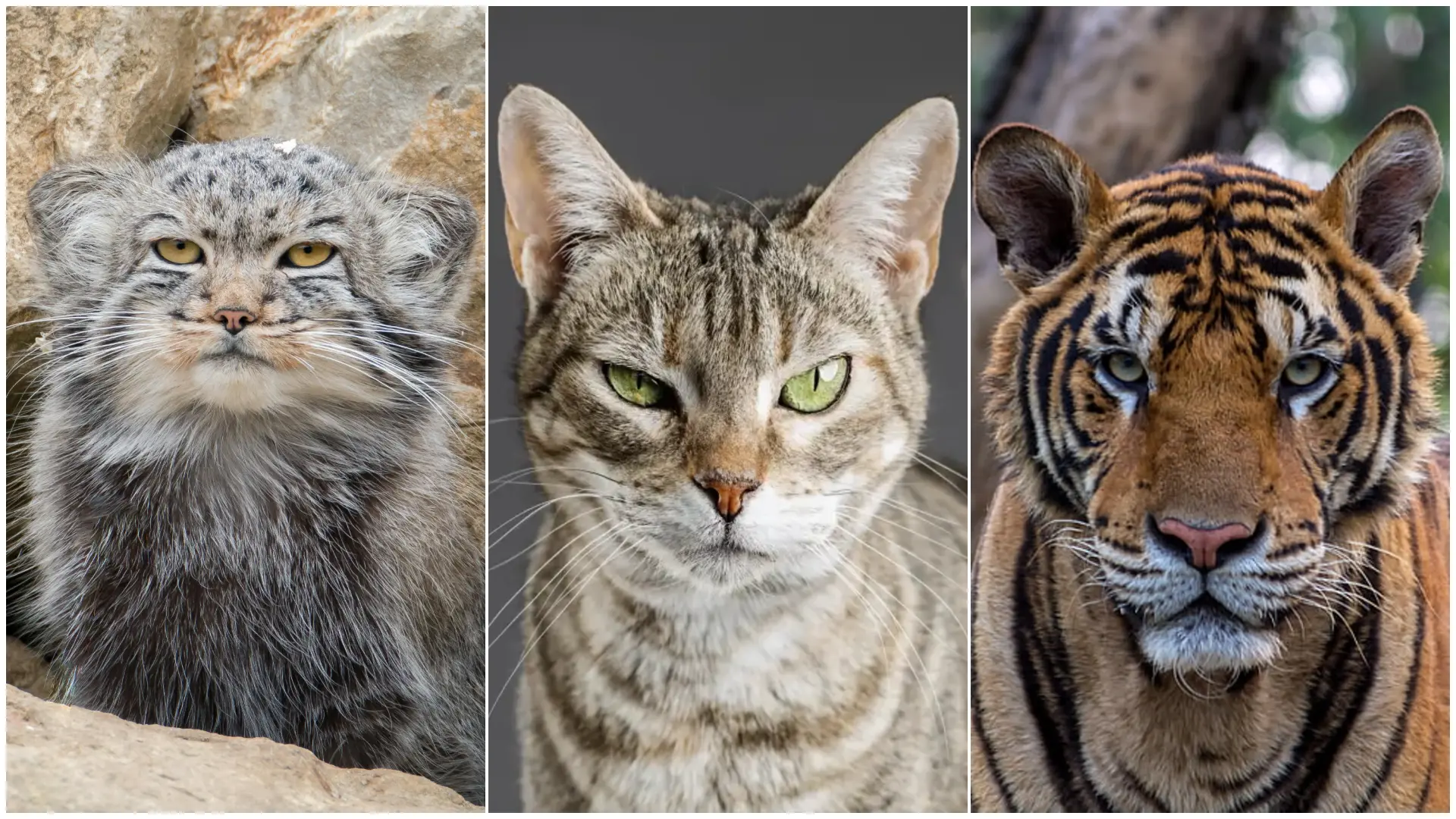 por qué los gatos tienen orejas puntiagudas y los grandes felinos no