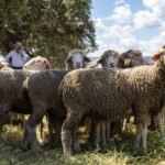 Las ovejas transmiten la gripe aviar a través de su leche, según un estudio de ‘Science Advances’