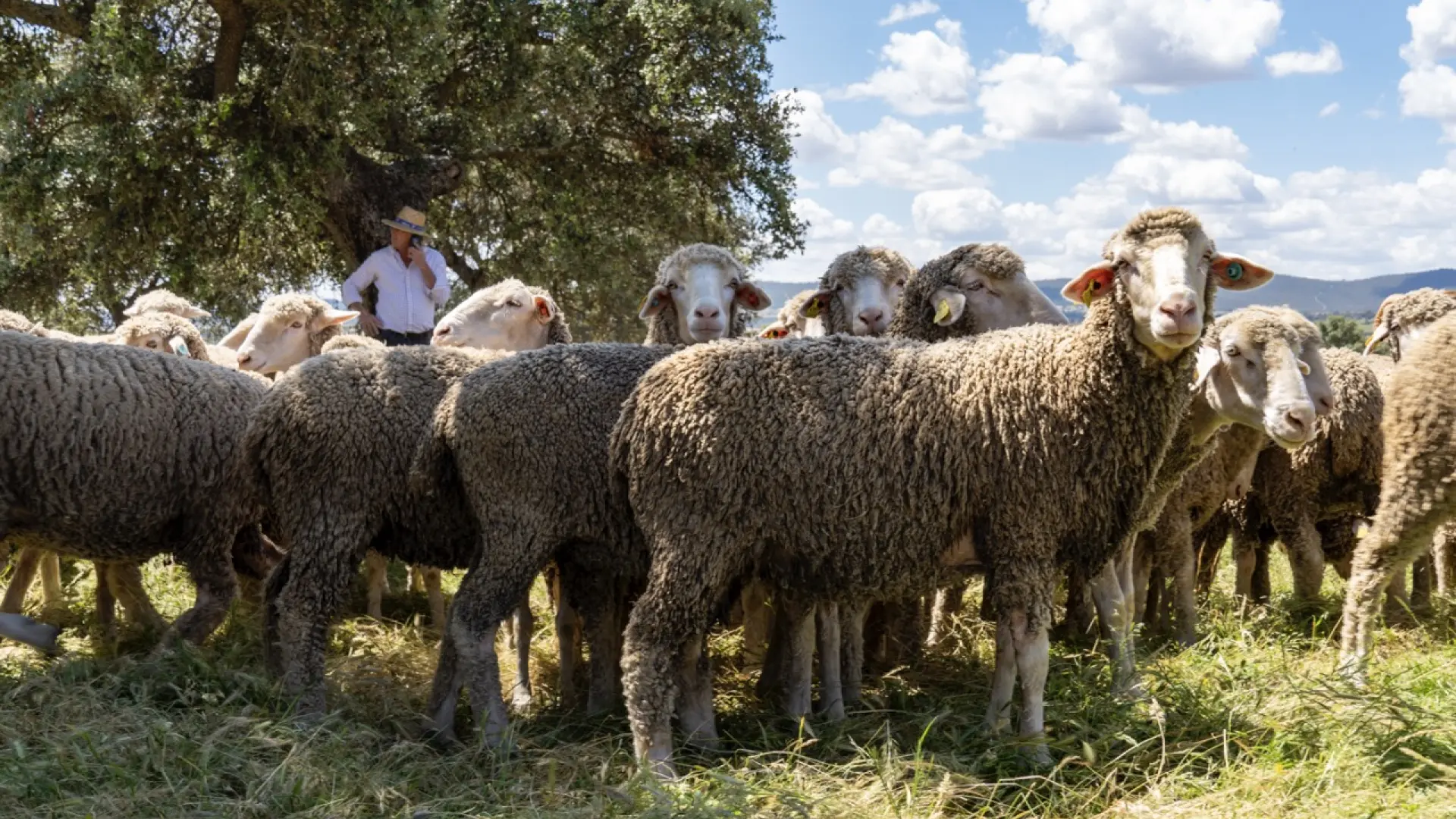 Las ovejas transmiten la gripe aviar a través de su leche, según un estudio de ‘Science Advances’