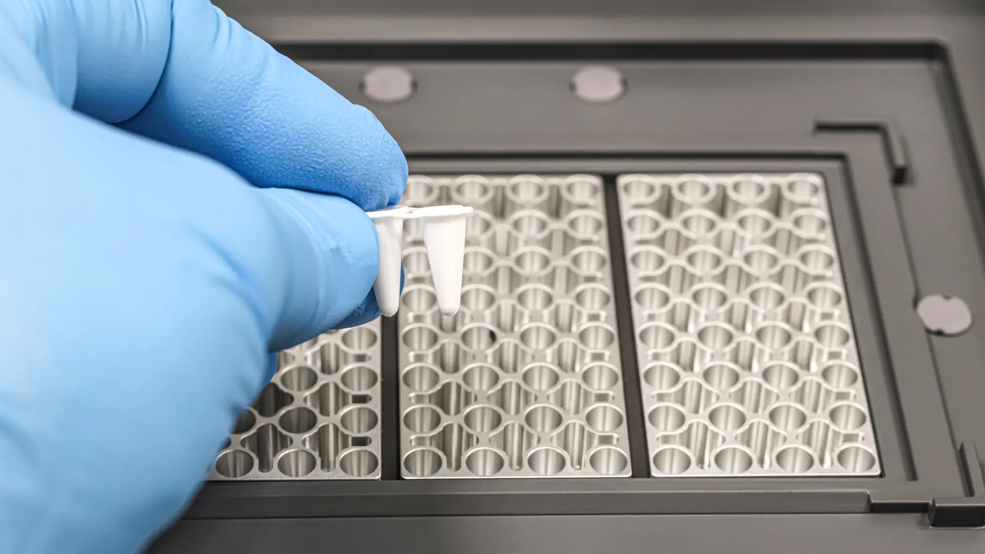 Cómo funciona la RT-PCR con la que se diagnostica el hantavirus