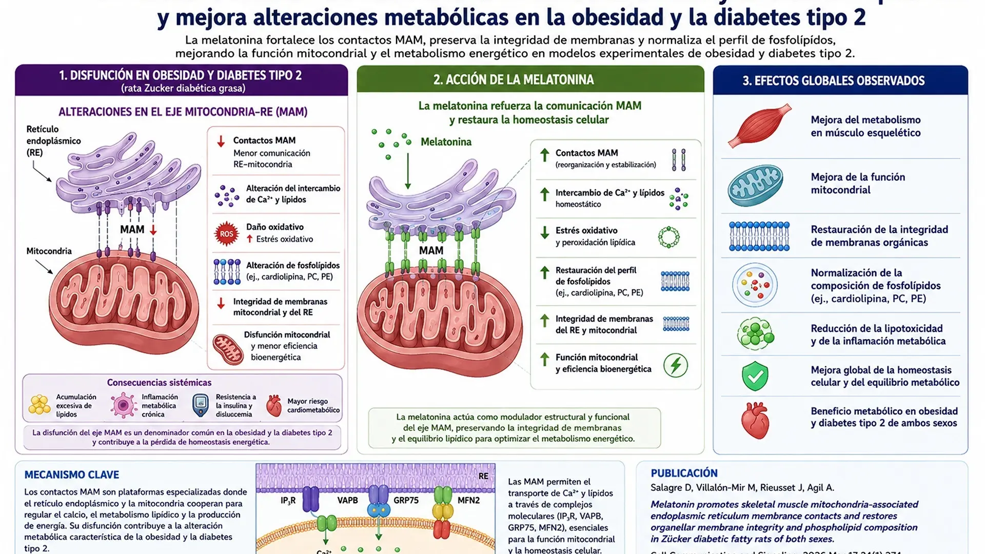 protege contra la obesidad y la diabetes tipo 2
