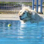 Cómo mantener frescos a tus perros en las olas de calor y por qué no deberías nunca darles hielo, según los veterinarios Cómo mantener frescos a tus perros en las olas de calor y por qué no deberías nunca darles hielo, según los veterinarios
