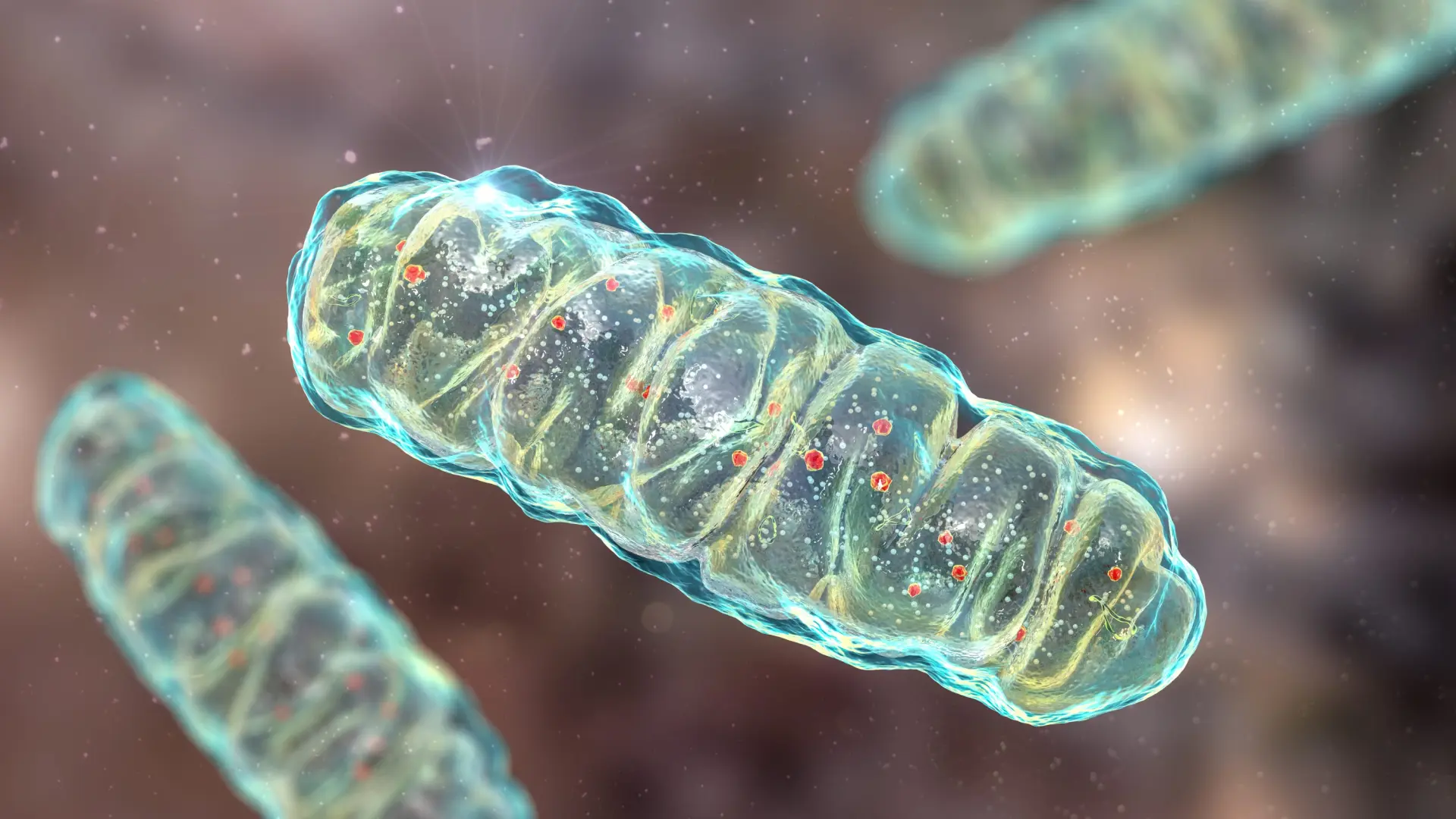 Descubren un interruptor en la «central energética de las células» que puede mejorar la inmunoterapia contra el cáncer