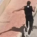 Detenido y expulsado de España un hombre por matar a Nala, la gata de su expareja, a patadas y palazos