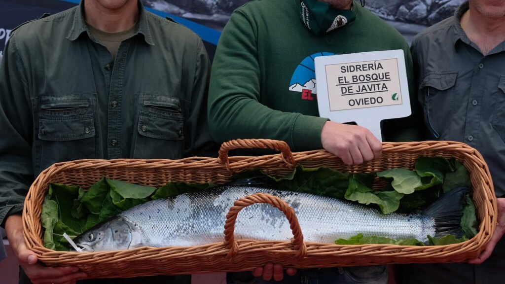 Dos semanas después de iniciar la temporada de pesca del salmón, el ‘campanu’ sigue sin dar señales