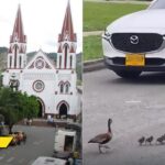 La angustiosa travesía de unos patos en La Ceja en busca de un humedal en medio de una selva de cemento