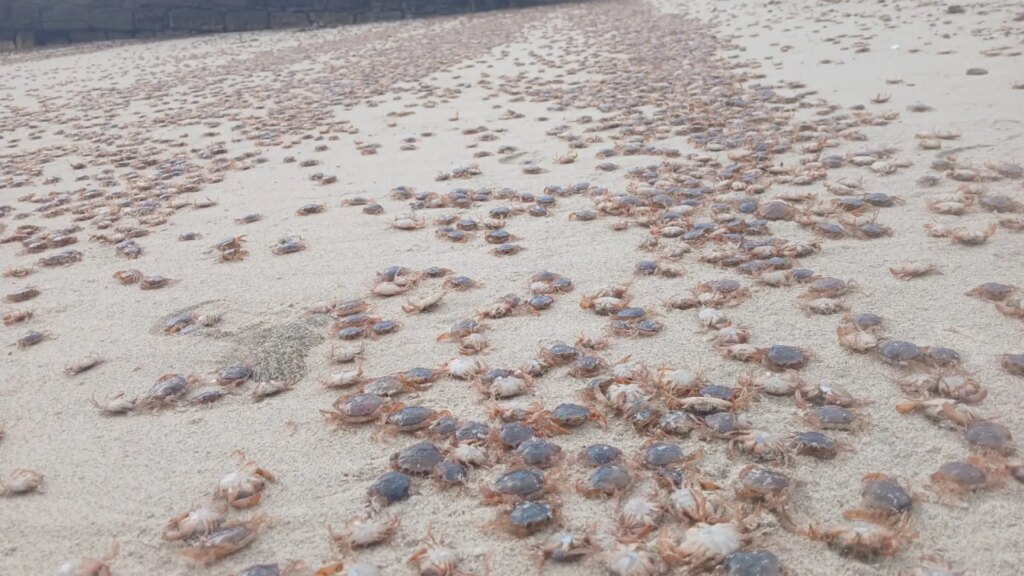 Miles de cangrejos patudos afloran en las playas de las islas Cíes, Ons, Sálvora y Cortegada