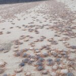 Miles de cangrejos patudos afloran en las playas de las islas Cíes, Ons, Sálvora y Cortegada