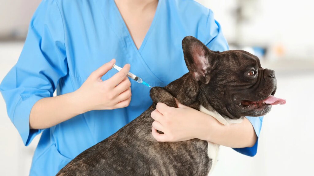 ¿Se sobrevacuna a las mascotas? Los expertos advierten de los riesgos que podrían afectar a su sistema inmunitario