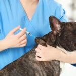 ¿Se sobrevacuna a las mascotas? Los expertos advierten de los riesgos que podrían afectar a su sistema inmunitario