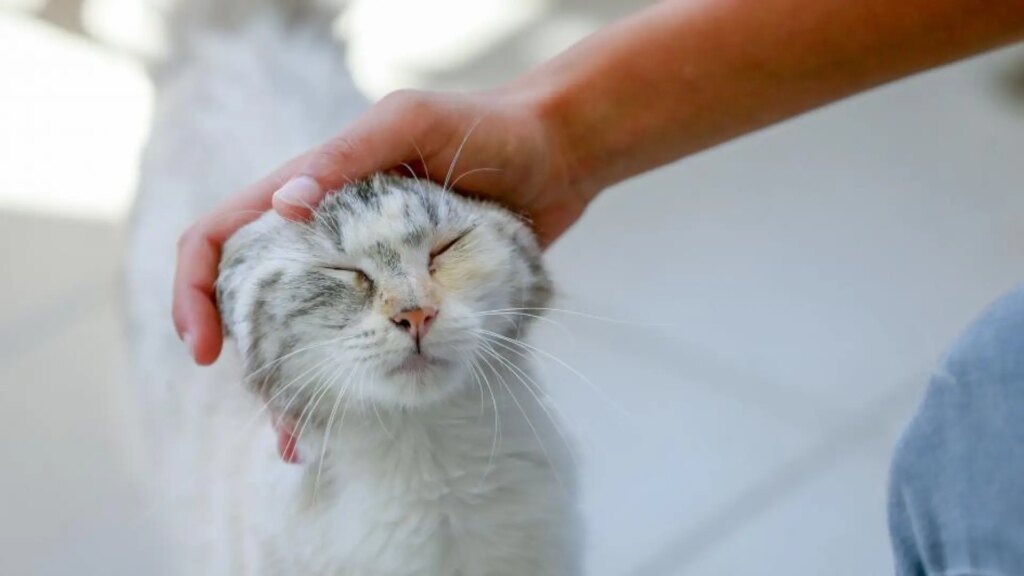 Acariciar gatos puede hacernos sentir peor cuando estamos estresados, según un estudio Acariciar gatos puede hacernos sentir peor cuando estamos estresados, según un estudio
