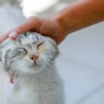 Acariciar gatos puede hacernos sentir peor cuando estamos estresados, según un estudio