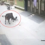 El momento en el que una vaca embiste y deja herido a un niño en la India hasta que un heroico testigo lo salva