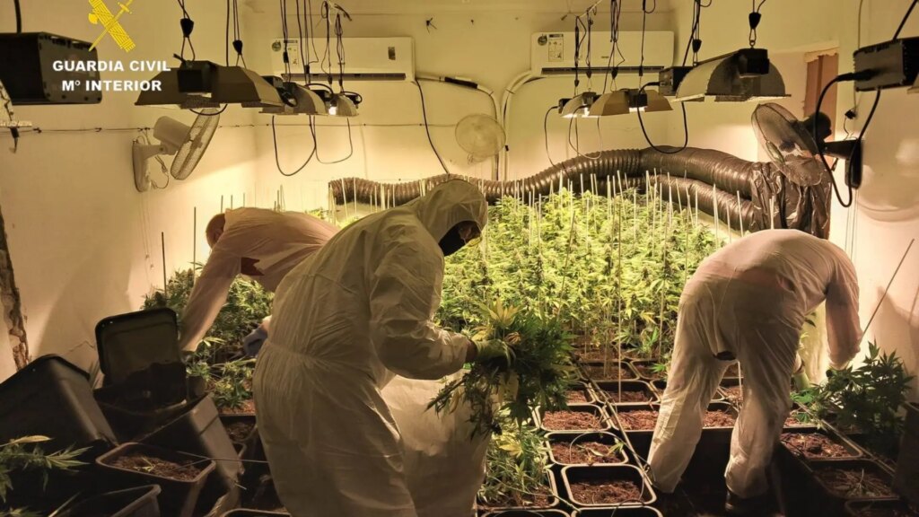 Tres detenidos con 710 plantas de marihuana en Lebrija (Sevilla) tras el «fuerte olor» que desprendía su vivienda Tres detenidos con 710 plantas de marihuana en Lebrija (Sevilla) tras el «fuerte olor» que desprendía su vivienda