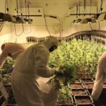 Tres detenidos con 710 plantas de marihuana en Lebrija (Sevilla) tras el «fuerte olor» que desprendía su vivienda