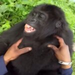 Un estudio confirma que la risa humana y de los grandes simios funciona igual y es gracias a un ancestro compartido