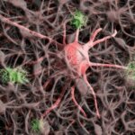 Un compuesto natural obtiene resultados prometedores contra la ataxia de Friedreich, una enfermedad neurodegenerativa rara