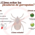 Las enfermeras alertan del repunte de picaduras de garrapatas en España Las enfermeras alertan del repunte de picaduras de garrapatas en España