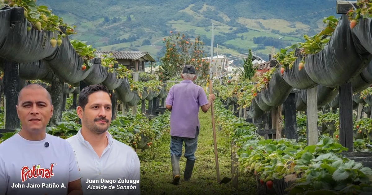 Así logró Sonsón multiplicar por diez su producción de fresas y convertirse en fenómeno agrícola paisa