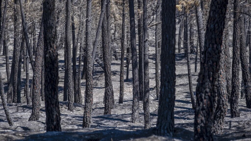 El incendio de La Mierla alcanza ya las 26.000 hectáreas calcinadas y la buena evolución en Orés permite a los vecinos volver a sus casas El incendio de La Mierla alcanza ya las 26.000 hectáreas calcinadas y la buena evolución en Orés permite a los vecinos volver a sus casas