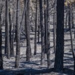 El incendio de La Mierla alcanza ya las 26.000 hectáreas calcinadas y la buena evolución en Orés permite a los vecinos volver a sus casas El incendio de La Mierla alcanza ya las 26.000 hectáreas calcinadas y la buena evolución en Orés permite a los vecinos volver a sus casas