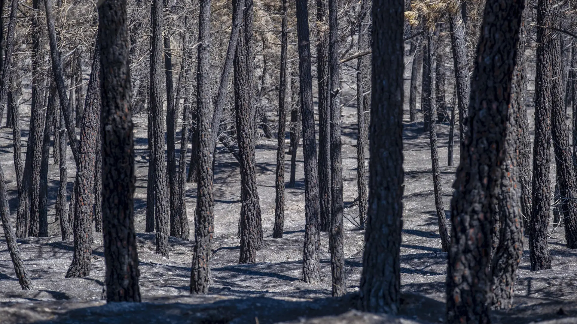El incendio de La Mierla alcanza ya las 26.000 hectáreas calcinadas y la buena evolución en Orés permite a los vecinos volver a sus casas El incendio de La Mierla alcanza ya las 26.000 hectáreas calcinadas y la buena evolución en Orés permite a los vecinos volver a sus casas