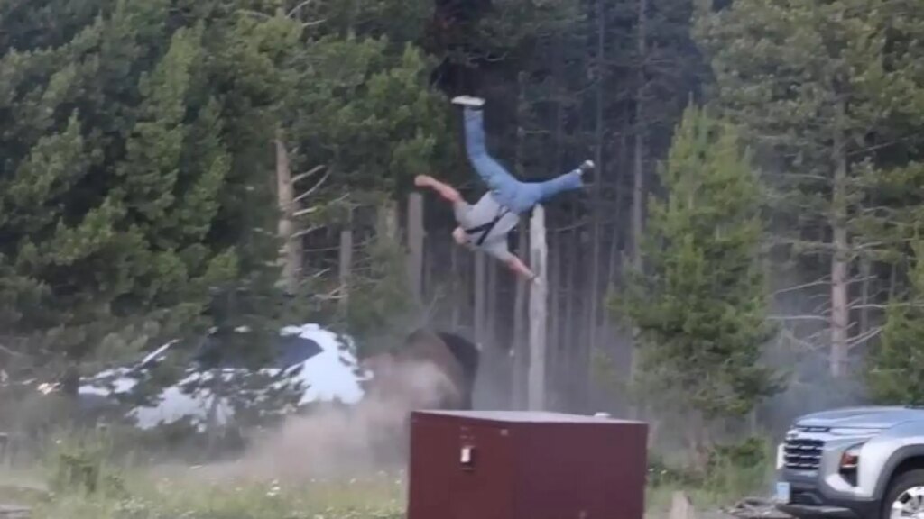 El momento en el que un bisonte arrolla a un anciano y lo lanza a tres metros de altura en el parque de Yellowstone El momento en el que un bisonte arrolla a un anciano y lo lanza a tres metros de altura en el parque de Yellowstone