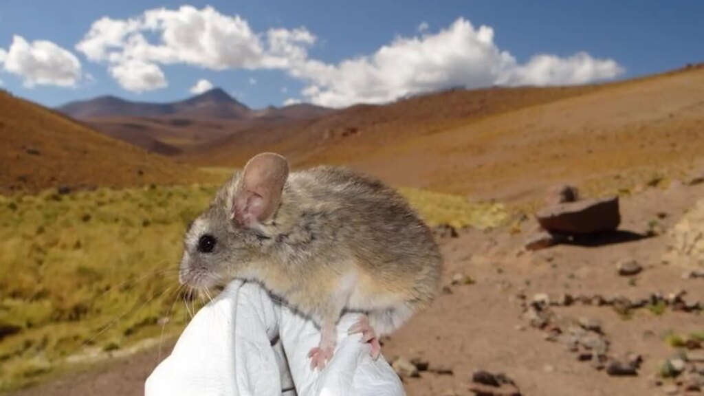 El ratón orejudo andino, el mamífero que vive a mayor altitud del mundo y es capaz de desintoxicar plantas venenosas