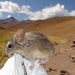 El ratón orejudo andino, el mamífero que vive a mayor altitud del mundo y es capaz de desintoxicar plantas venenosas El ratón orejudo andino, el mamífero que vive a mayor altitud del mundo y es capaz de desintoxicar plantas venenosas