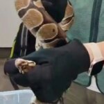 La Guardia Civil investiga a dos jóvenes por enviar una pitón bola y una culebra real a través de una empresa de mensajería