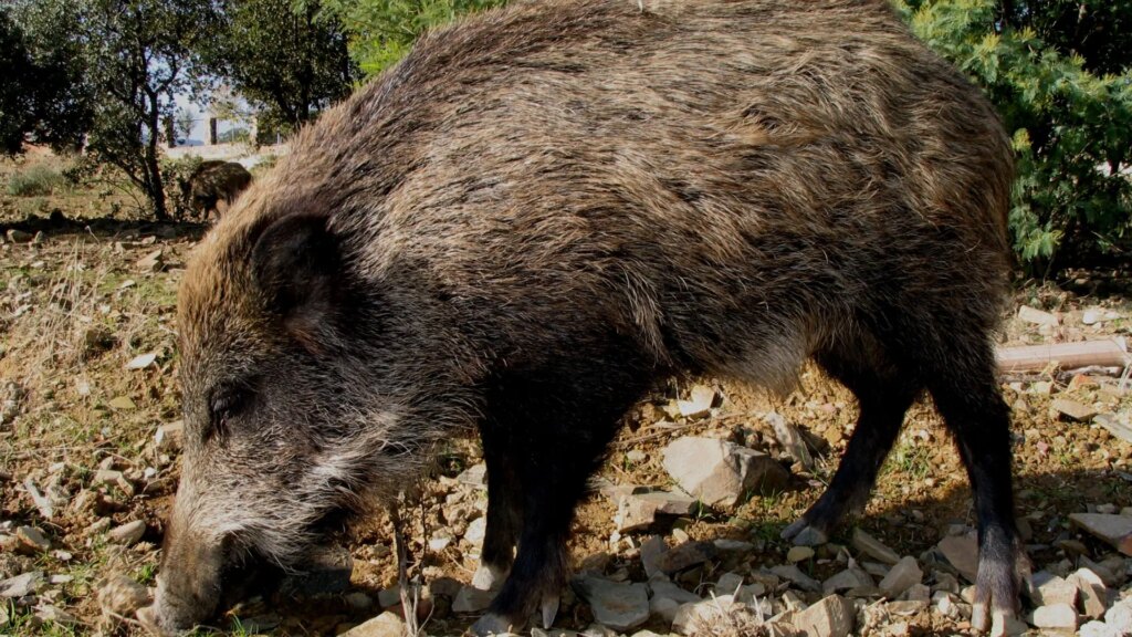 Un jabalí atravesado por una flecha se pasea por las urbanizaciones de Mijas Costa Un jabalí atravesado por una flecha se pasea por las urbanizaciones de Mijas Costa