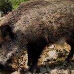 Un jabalí atravesado por una flecha se pasea por las urbanizaciones de Mijas Costa Un jabalí atravesado por una flecha se pasea por las urbanizaciones de Mijas Costa